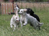 Puppys van Bliss040622-0112